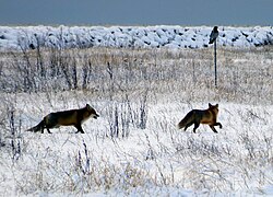 Two young foxes play in the snow in southern Sweden.