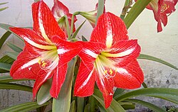 Hippeastrum flowers showing stamens above the style (with its terminal stigma)