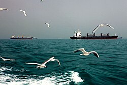 Birds in the Persian Gulf Near Hormuz Island