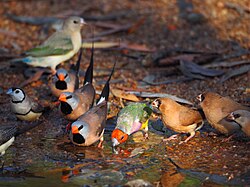 Mixed-species finch flock including long-tailed finch, masked finch, and Gouldian finch at Ferguson River in Australia