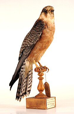A mounted specimen of a red-footed falcon