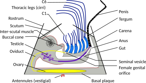 Anatomy of a sessile barnacle