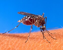 Aedes aegypti, the yellow fever mosquito, is a vector of several diseases.