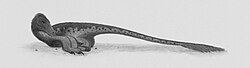 Restoration of a brooding Deinonychus