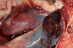 The swelling around the kidneys and the muscle hemorrhages visible here are typical of pigs with African swine fever.
