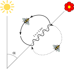 Karl von Frisch (1953) discovered that honey bee workers can navigate, indicating the range and direction to food to other workers with a waggle dance.