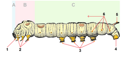 2- thoracic legs.