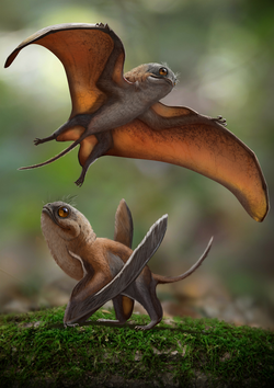 Sinomacrops