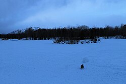 University Lake Dog Park, January 2019