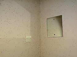 Walls where indoor residual spraying of DDT has been applied. The dead mosquitoes remain on the wall, eventually falling to the floor.