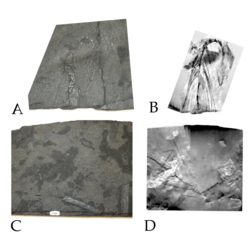 Mecistotrachelos, a gliding reptile distantly related to archosauromorphs, like crocodylians and dinosaurs