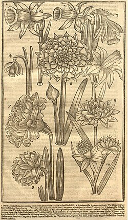 Narcissi, Paradisus Terrestris 1629. 8. Great Double Yellow Spanish Daffodil