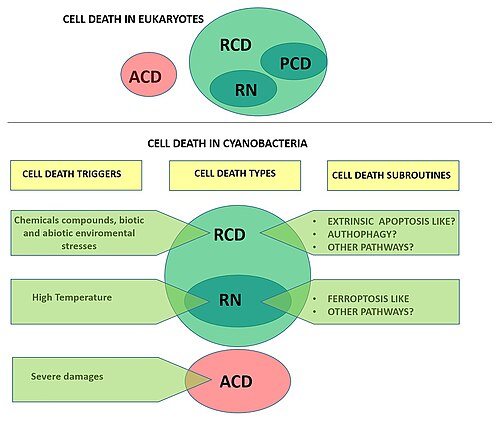 Cell death in eukaryotes and cyanobacteria [27] Types of cell death according to the Nomenclature Committee on Cell Death (upper panel;[138] and proposed for cyanobacteria (lower panel). Cells exposed to extreme injury die in an uncontrollable manner, reflecting the loss of structural integrity. This type of cell death is called "accidental cell death" (ACD). "Regulated cell death (RCD)" is encoded by a genetic pathway that can be modulated by genetic or pharmacologic interventions. Programmed cell death (PCD) is a type of RCD that occurs as a developmental program, and has not been addressed in cyanobacteria yet. RN, regulated necrosis.