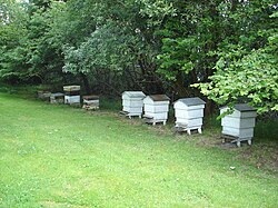 CDB hive