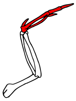 Wing skeleton. Highlighted in red: carpometacarpus and three fingers