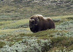 Muskox in the low alpine tundra at Dovrefjell National Park