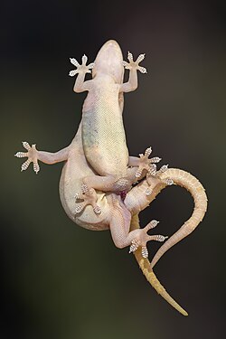 Common house geckos mating, ventral view with hemipenis inserted in the cloaca