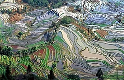 Rice terraces of the Hani people in Yunnan, China.