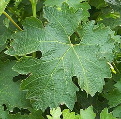 Cabernet Sauvignon leaf. In cooler climate conditions, vines will focus more energy in producing foliage, which is needed to capture sunlight for photosynthesis, rather than ripening grapes. This makes canopy management and aggressive pruning an important consideration for growers.[13]