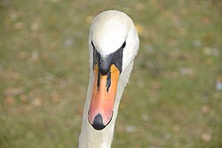 The black tip of this mute swan's beak is its nail.