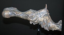 Cast of the braincase at the Australian Museum, Sydney