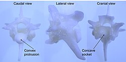 An example of procoelous vertebrae dissected from a rattlesnake.
