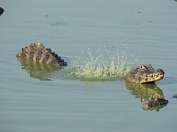 Yacare caiman bellowing