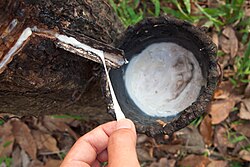 Rubber latex elasticity