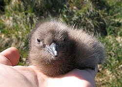 Skua nestling, with egg tooth still present on its beak