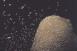 Brain corals typically spawning in connection with the full moon every August