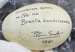 Nene egg signed by Scott