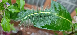 Euthalia aconthea (baron butterfly) caterpillar found in India