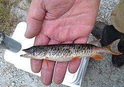 Man holding a captured redfin pickerel.