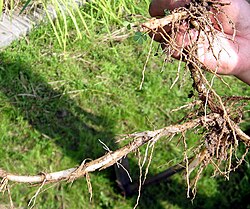 Rhizome from the O. longistaminata parent of Dr. Tao's original hybrid