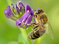 Honey bee (Apis mellifera), a pollinator on alfalfa flower
