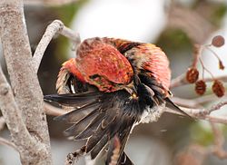 White-winged crossbill (Loxia leucoptera) extracting preen oil from its uropygial gland