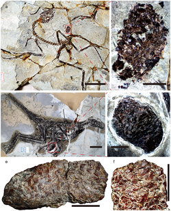 Specimens with gastric pellets