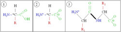 Generic amino acids (1) in neutral form, (2) as they exist physiologically, and (3) joined as a dipeptide