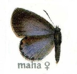 Female upperside, illustration from Seitz's work