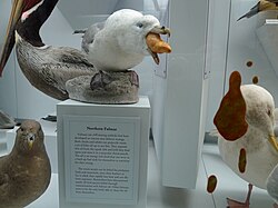 A museum display showing a mockup of the northern fulmar's stomach oil attack, at the Santa Barbara Museum of Natural History