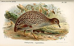 Chilean tinamous have been introduced to Easter Island.