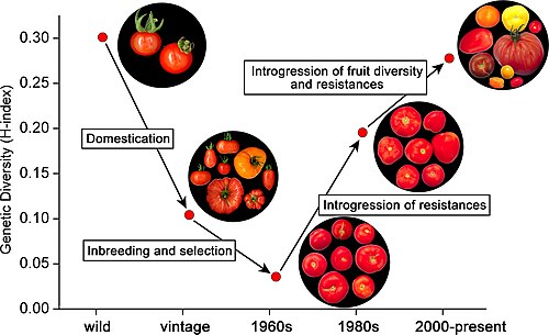 Evolution of genetic diversity in cultivated tomatoes[70]