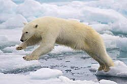 Ursus maritimus
