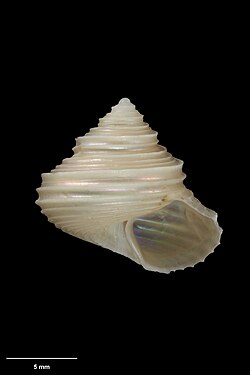 Falsimargarita callista specimen, the 1 millionth object placed on the Te Papa Collections Online website