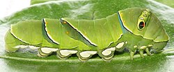 Larva of the Papilio xuthus butterfly