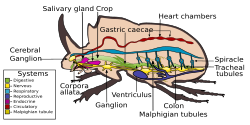 A beetle's body systems