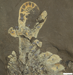 Anomalocaris, a predatory radiodont