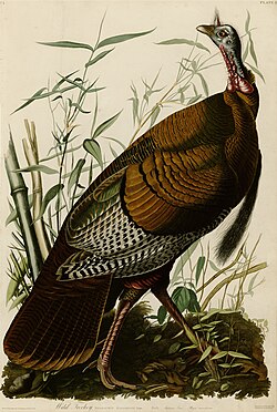 Plate 1 of The Birds of America by Audubon depicting a wild turkey