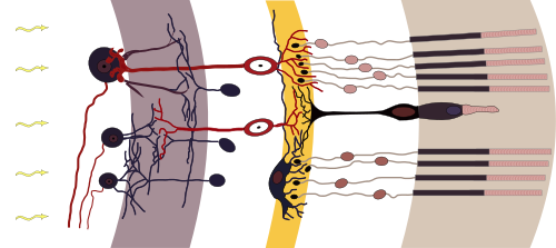Rods, cones, and nerve layers in the retina: The front (anterior) of the eye is on the left. Light (from the left) passes through several transparent nerve layers to reach the rods and cones (far right). Chemical changes in the rods and cones send a signal back to the nerves. The signal goes first to the bipolar and horizontal cells (yellow layer), then to the amacrine cells and ganglion cells (purple layer), then to the optic nerve fibres. The signals are processed in these layers. First, the signals start as raw outputs of points in the rod and cone cells. Then, the nerve layers identify simple shapes, such as bright points surrounded by dark points, edges, and movement. (Based on a drawing by Ramón y Cajal, 1911)