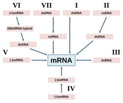 The Baltimore Classification of viruses is based on the method of viral mRNA synthesis